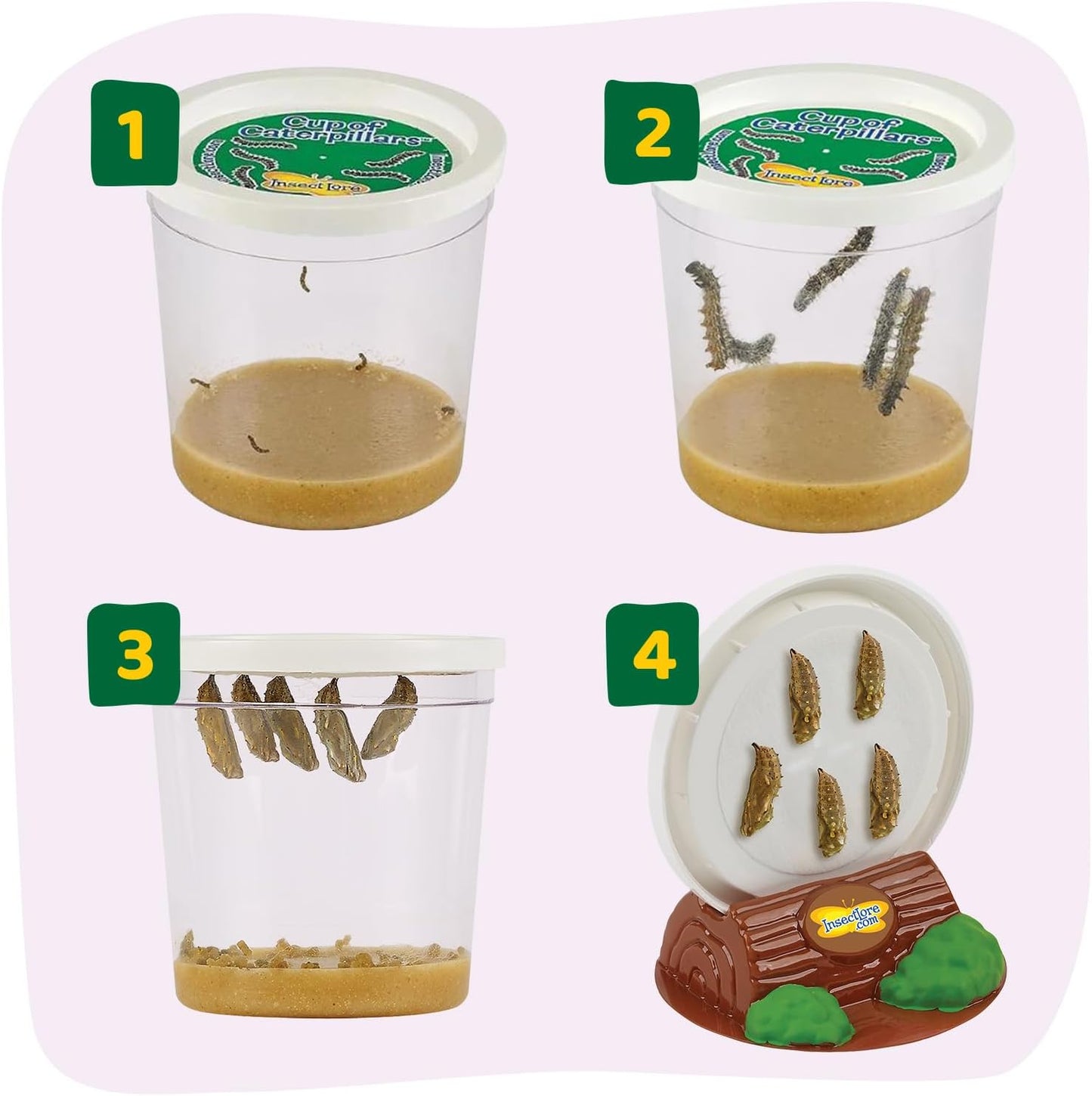 Insect Lore Butterfly Garden with 10 Live Baby Caterpillars - Habitat, Feeder, Chrys-A-Lid Holders, STEM Activity Journal - Raise and Release Painted Lady Butterflies