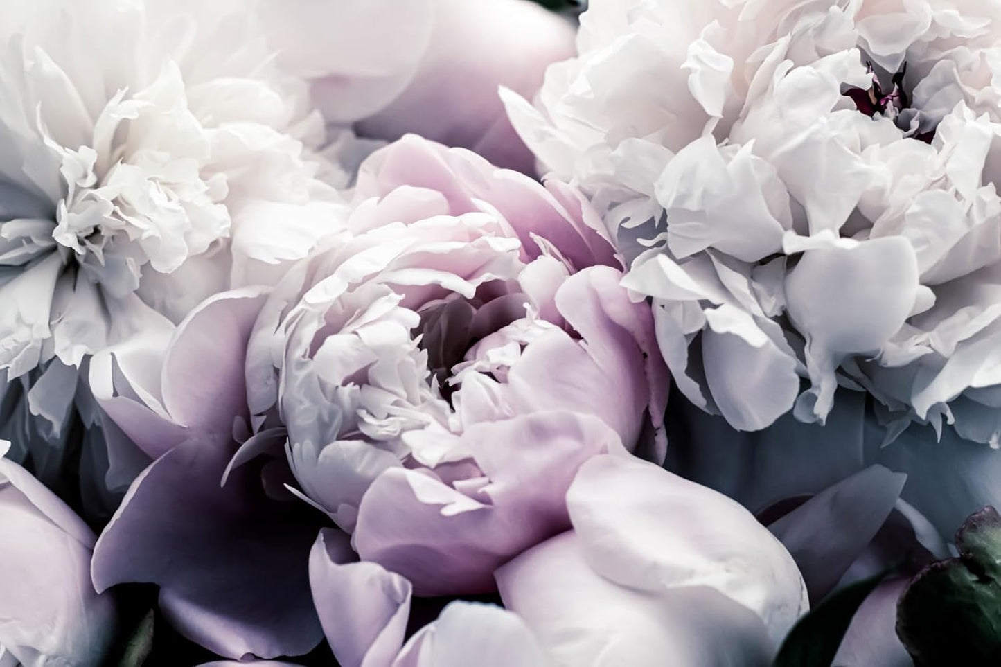 Light Purple Peony Floral Wallpaper Rose Flower Mural Large Wall Decor for Living Room Bedroom Dining Room Office(Not Self-Adhesive)