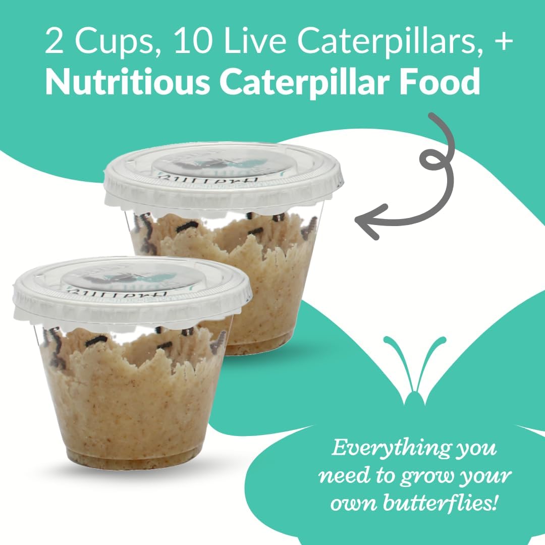Clearwater Butterfly Live Painted Lady Butterflies - Butterfly Growing Kit with Live Caterpillars - Mesh Cage Included - Butterfly Habitat - 10 Live Caterpillars to Butterflies - Live Butterfly Kit