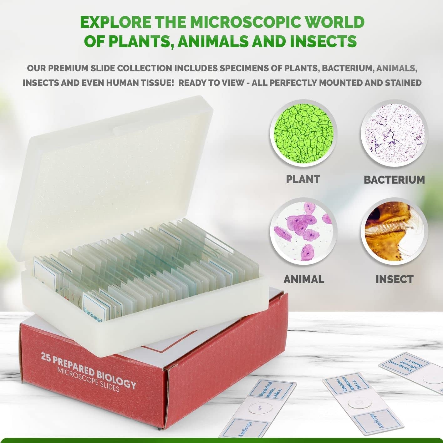 AmScope 25pc Prepared Glass Microscope Slides in Plastic Case with Plant, Fungus, Insect and Mammal Specimens