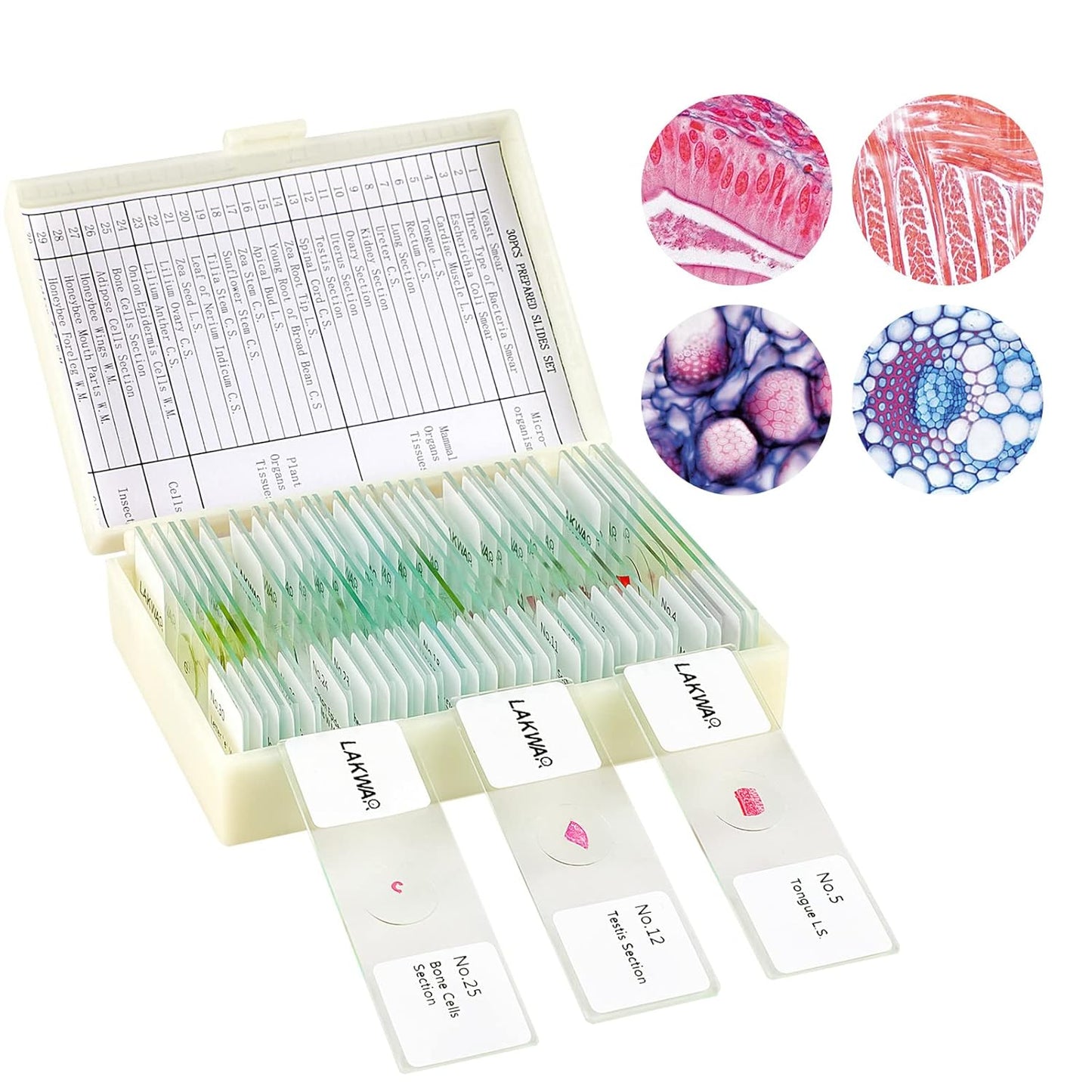 30 Microscope Slides with Specimens for Kids, Prepared Microscope Slides for Kids Microbiology, Glass Slides for Microscope, Biology Gifts for Adults Kids