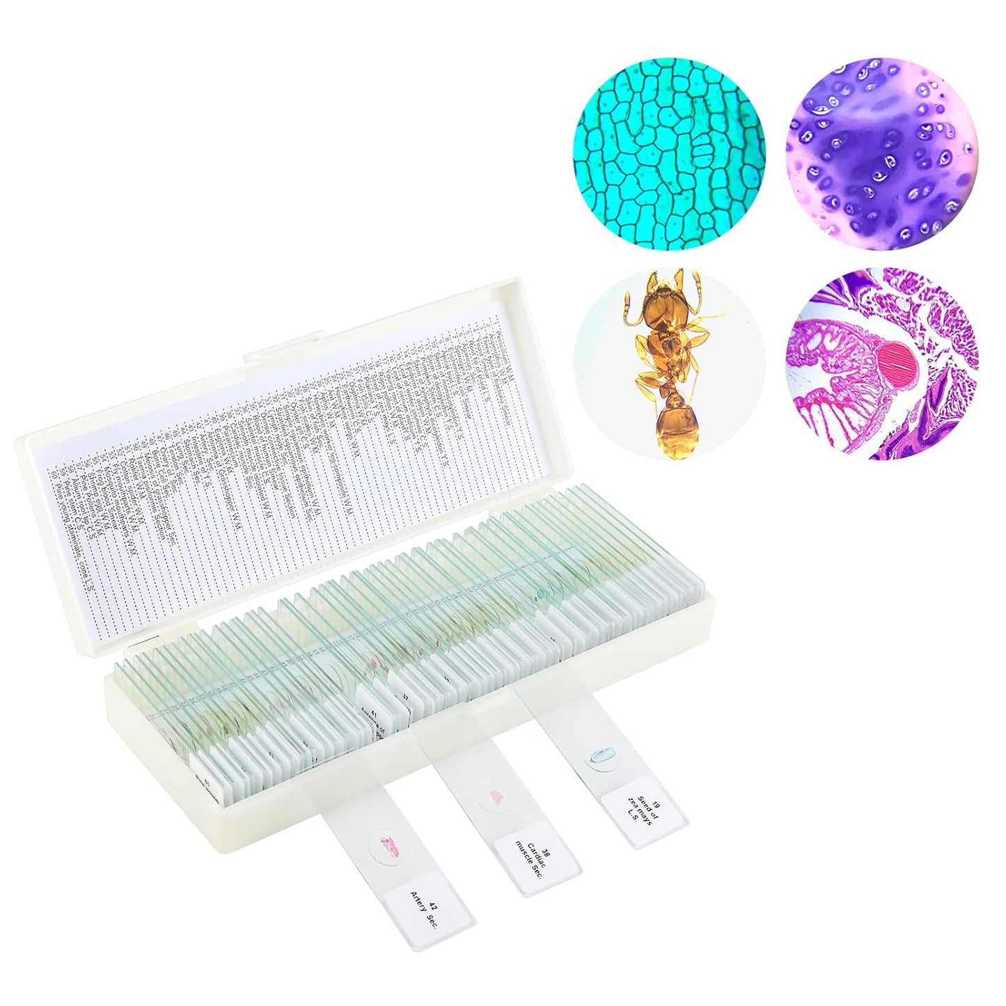 60 Microscope Slides with Specimens,Prepared Microscope Slides for Kids,Glass Slides for Microscope,Prepared Slides for Kids Microscope,Microscope Slide Preparation Kit for Biology Science Classes