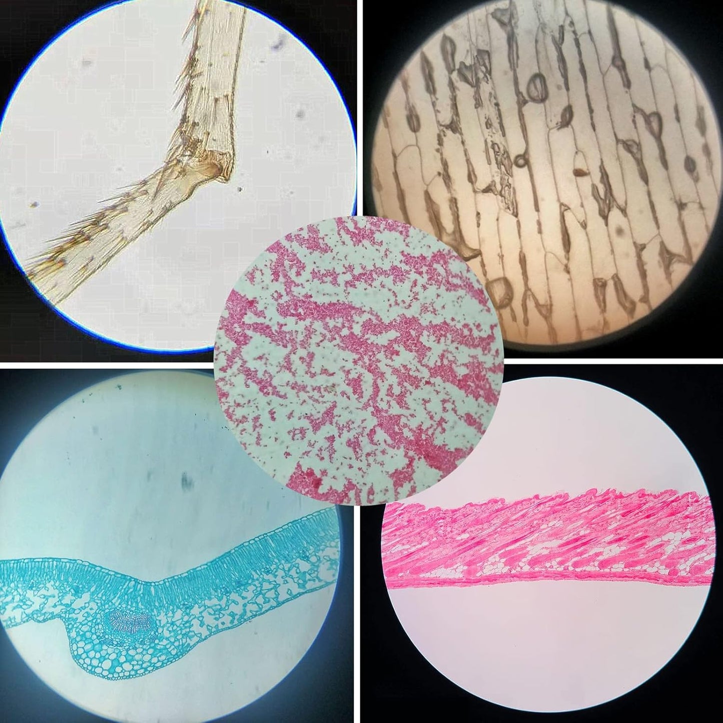 Prepared Plastic Microscope Slides with Specimens for Kids, Microscope Sample Slides Full Range of Animal/Plant/Insect/Blood Biology Slides Gift Set for Kids Microscope (60PCS)